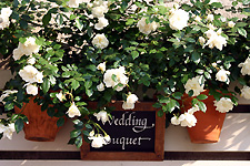 wedding/���̑�